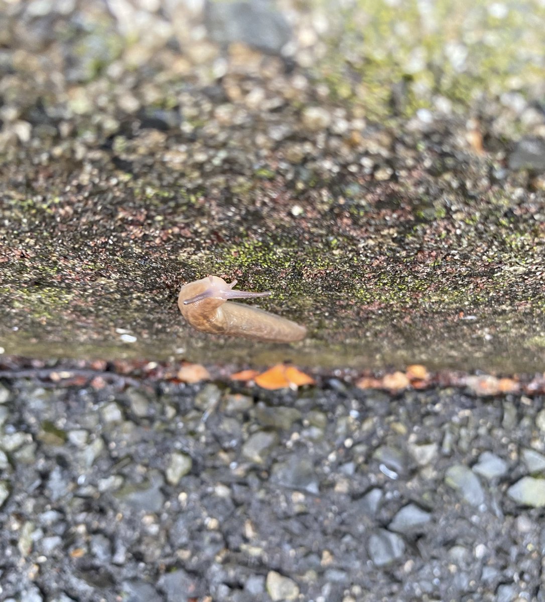 ナメクジ捜査網 tweet media