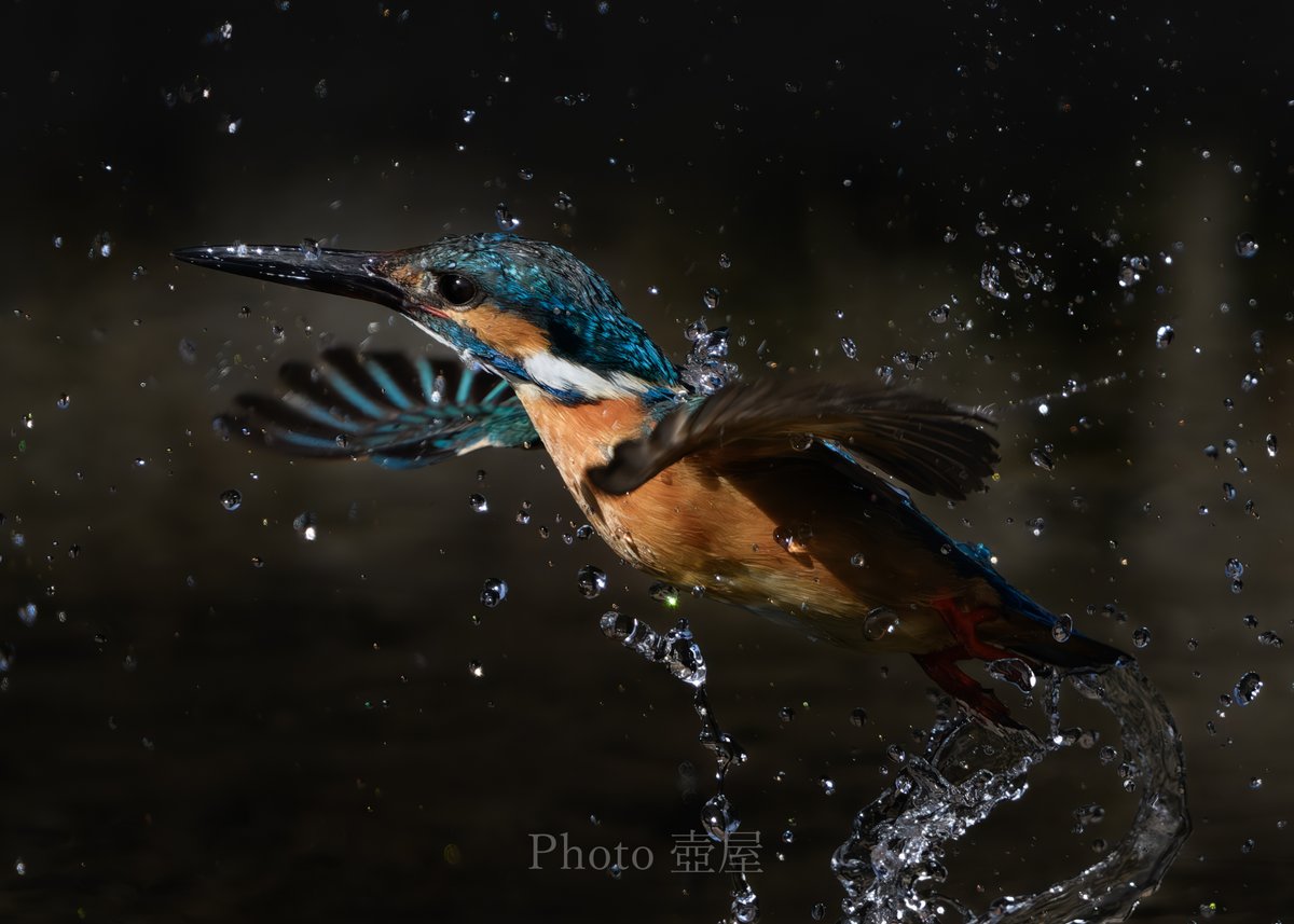 ダンディズム #カワセミ #Z9 #Zロクヨン