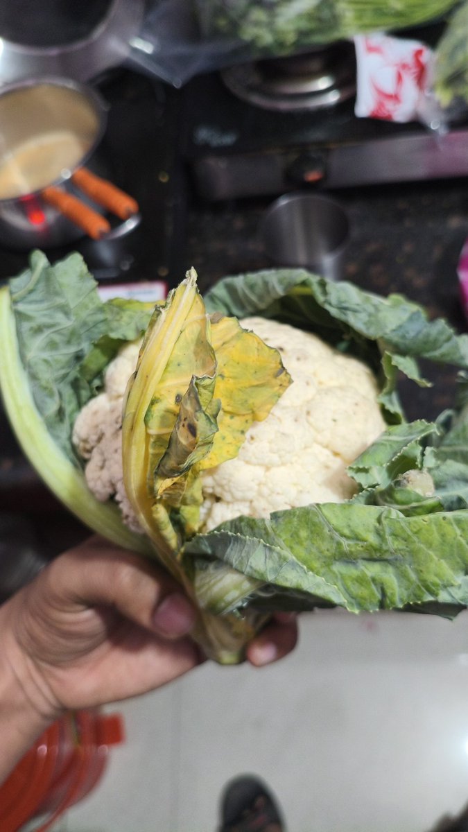 anand_nafria's tweet photo. Really disappointed with @ZeptoNow.
Aaj deliver hua cauliflower keedo se bhara hua hai, black spots hain aur upar se bahut gandi smell aa rahi hai 🤢
Is type ka product kaise quality check pass karta hai?
Order ID:#IGHGGGSJ58553
#FoodSafety #Zepto #PoorQuality #CustomerComplaint https://t.co/GRHwuLyltQ