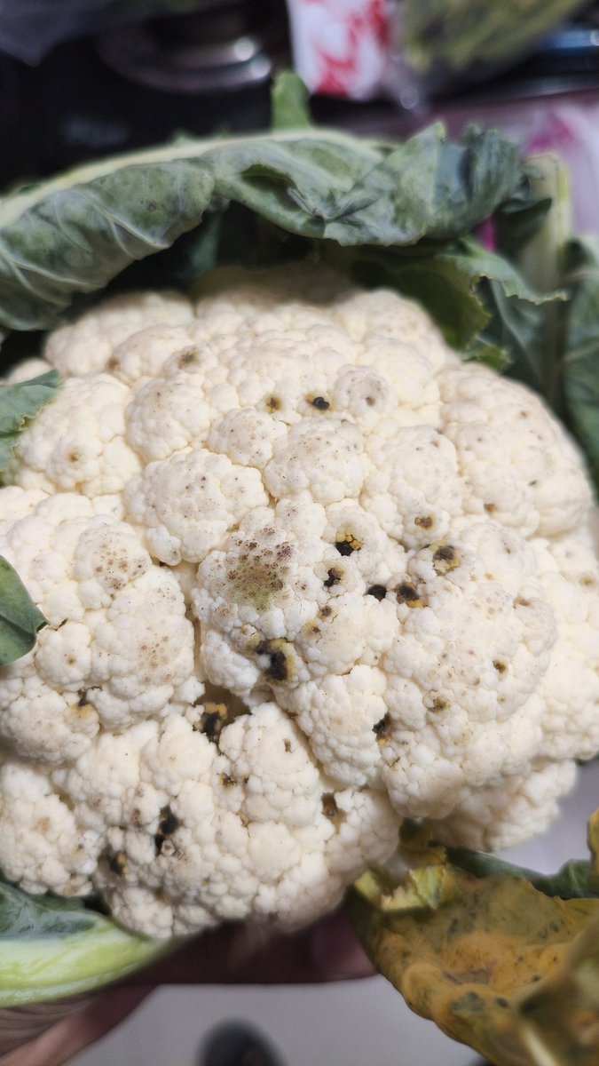 anand_nafria's tweet photo. Really disappointed with @ZeptoNow.
Aaj deliver hua cauliflower keedo se bhara hua hai, black spots hain aur upar se bahut gandi smell aa rahi hai 🤢
Is type ka product kaise quality check pass karta hai?
Order ID:#IGHGGGSJ58553
#FoodSafety #Zepto #PoorQuality #CustomerComplaint https://t.co/GRHwuLyltQ