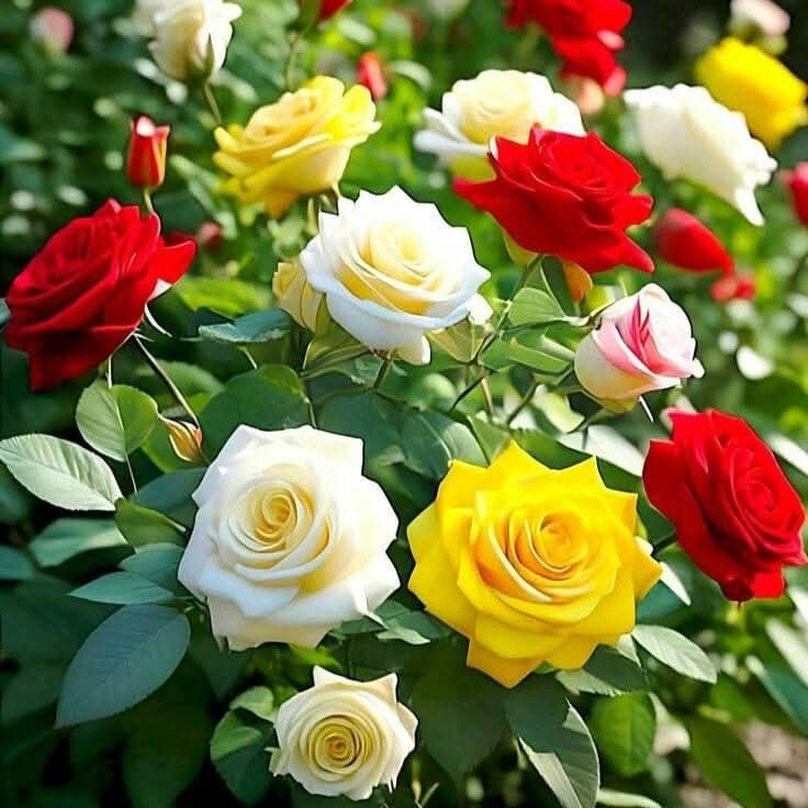 بدون اسم tweet media