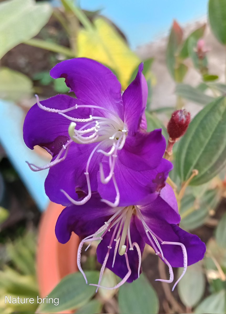 naturebring651's tweet photo. Princess Flower is an extra-tropical and subtropical attractive flowers, native to Brazil. Herbaceous perennials may be perennial shrubs depending on the different species of the wood stem..read..https://t.co/9yd48vDu7c
#naturebring #princessflower #growing #tropical #subtropical https://t.co/LAah8siljA