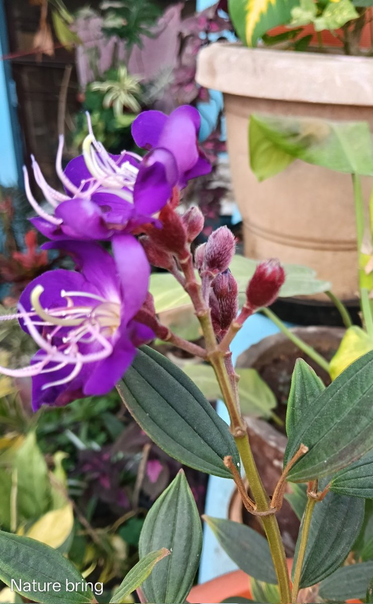 naturebring651's tweet photo. Princess Flower is an extra-tropical and subtropical attractive flowers, native to Brazil. Herbaceous perennials may be perennial shrubs depending on the different species of the wood stem..read..https://t.co/9yd48vDu7c
#naturebring #princessflower #growing #tropical #subtropical https://t.co/LAah8siljA