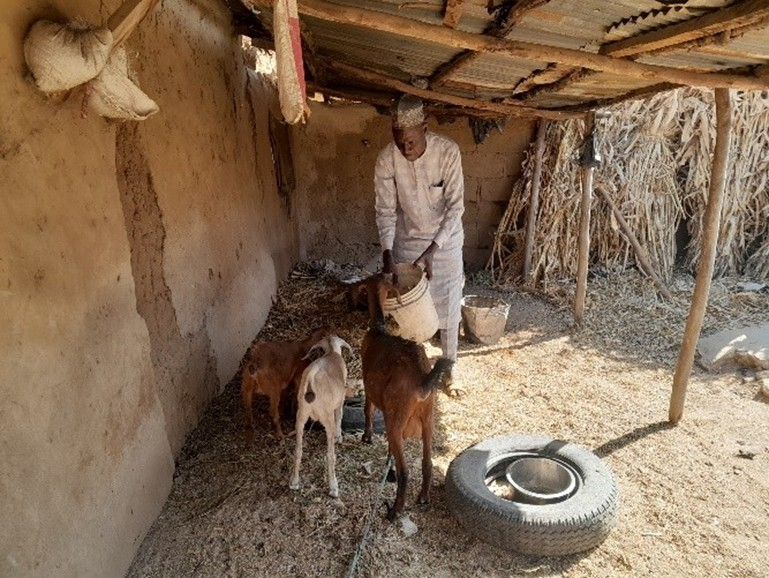unhcrnigeria's tweet photo. At 59, Usman fled 🇨🇲 with nine children &amp; no income. As the lean season hit, keeping them fed became a daily fight for survival. With #CERF‑funded cash assistance delivered by ‌@CCFNigeria &amp; supported by @unhcrnigeria , he rebuilt his goat‑rearing livelihood. #WithRefugees 🇳🇬 https://t.co/IdLVWyd713