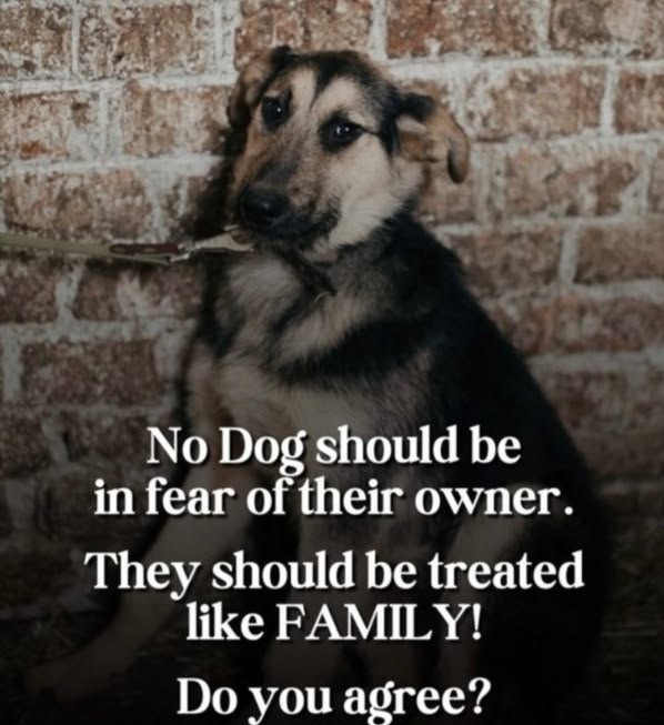 Dog Lovers tweet media