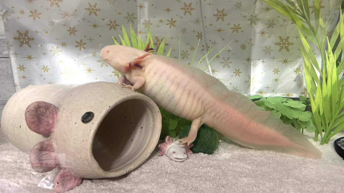 おはま（うぱ丸ちゃんねる）꒰( ˙-˙ )꒱ على X: 
