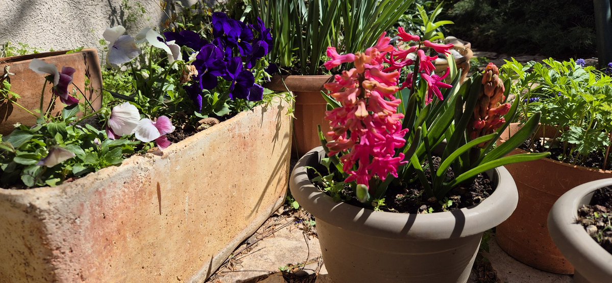 Meanwhile in my garden.