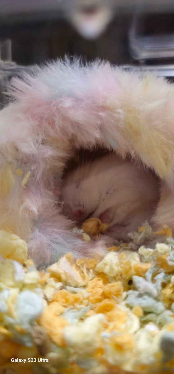 70✖️180だよ😮‍💨 (๑•́ ₃ •̀๑)モゥ ( ๑´ ࿀`๑)ｱｧｰ また買わないと！