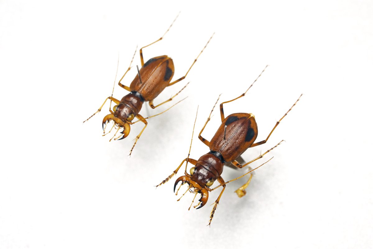 ManDuKinGs tweet media