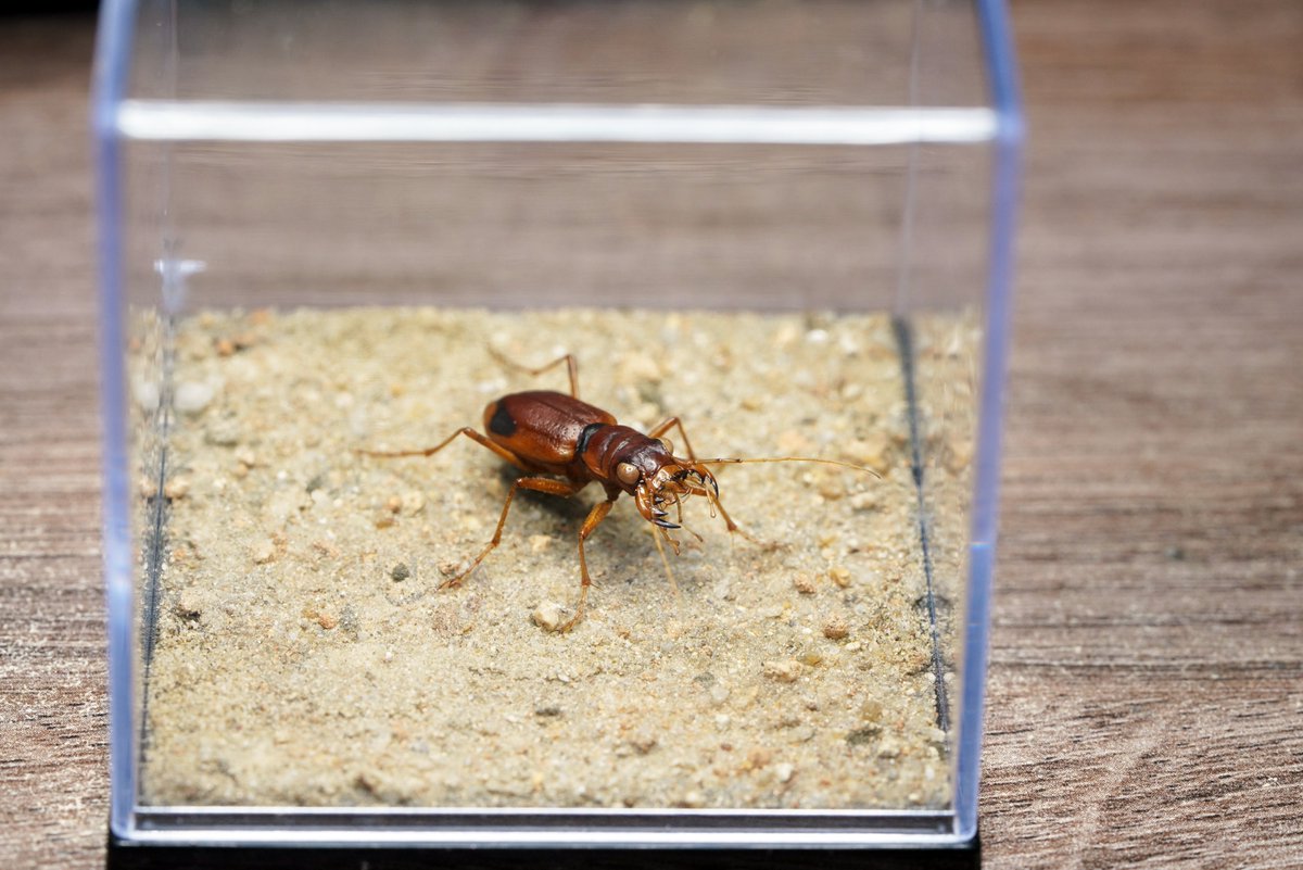 ManDuKinGs tweet media