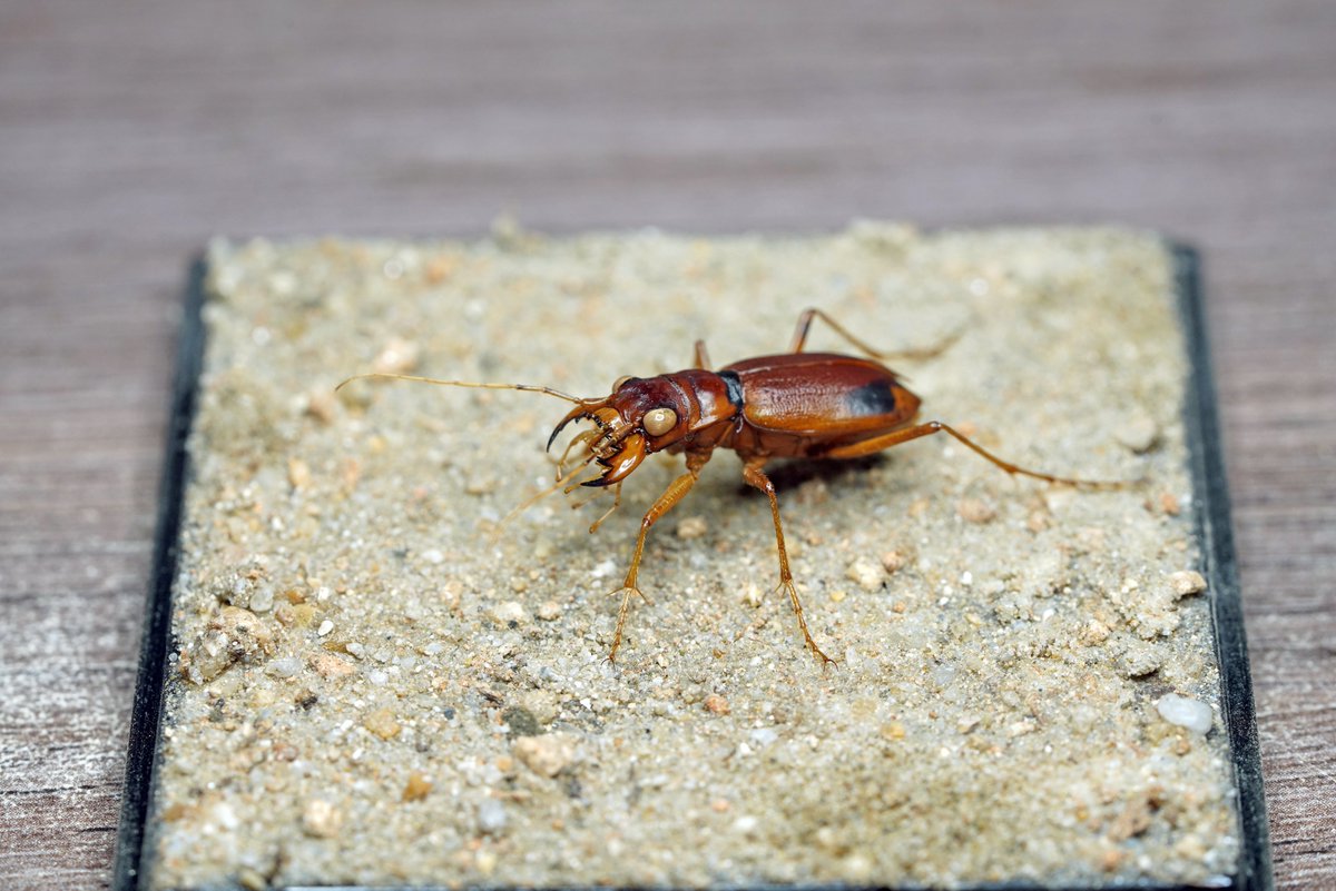 ManDuKinGs tweet media