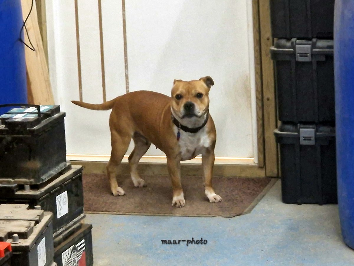 becel_maryvonne's tweet photo. SKOUNA
Chienne STAFFI pure race
5 ans
Chienne de Jacky chienne des TP
#chiens #dogs #peros #staffi #staffie #chienderace #fotos #photos #photographer https://t.co/aehMCVDpwf