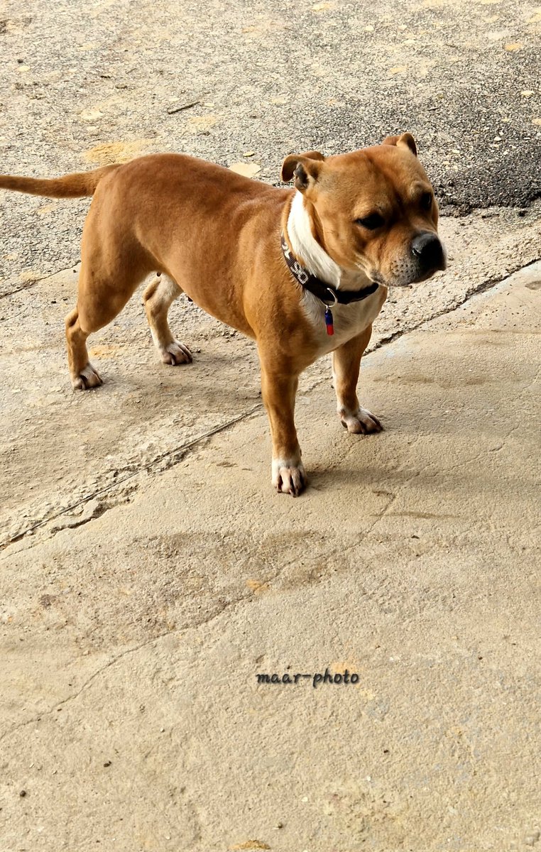 becel_maryvonne's tweet photo. SKOUNA
Chienne STAFFI pure race
5 ans
Chienne de Jacky chienne des TP
#chiens #dogs #peros #staffi #staffie #chienderace #fotos #photos #photographer https://t.co/aehMCVDpwf