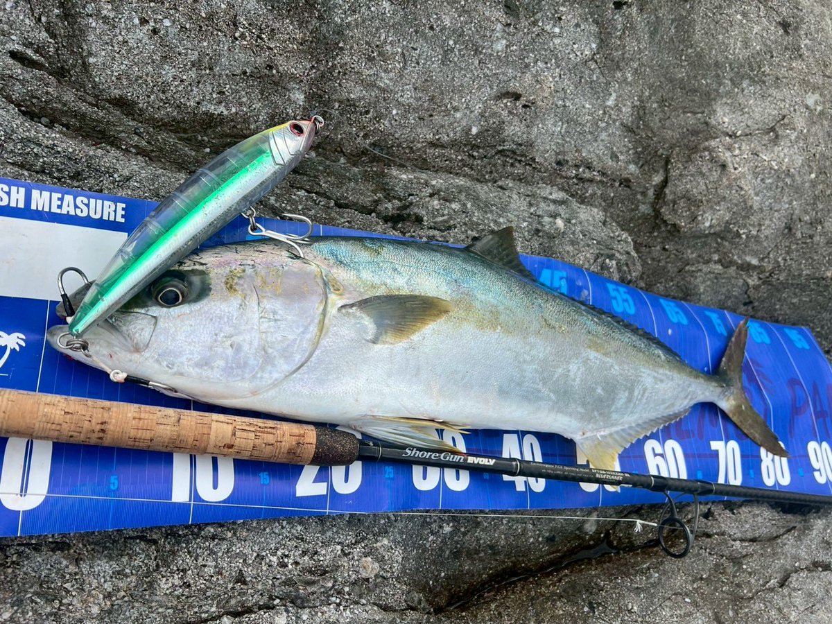 パームス (@palms_japan) / Posts / X