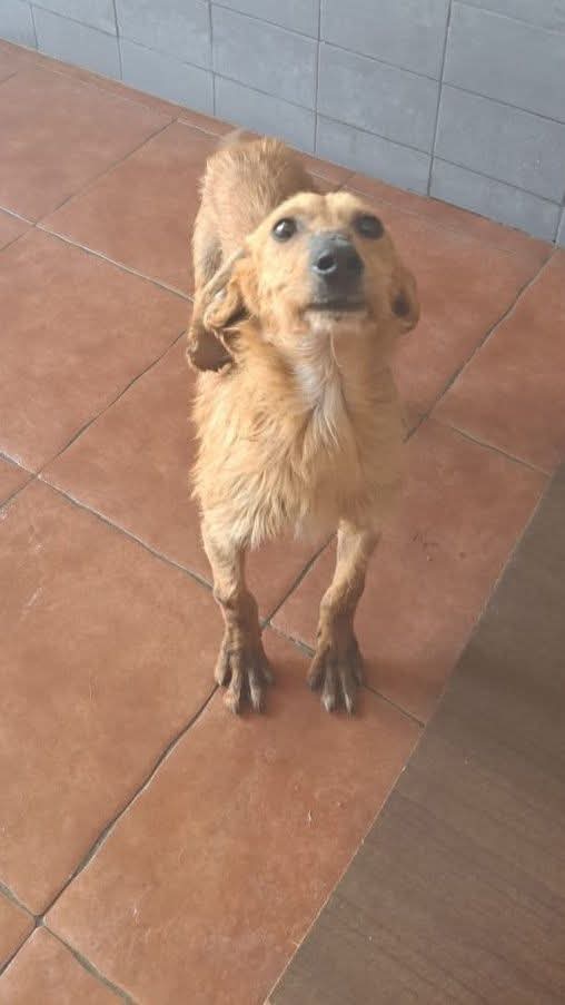 Mi state lasciando uno scricciolo in canile
Dodo',mini segugio 6/7 kg ,giovane ,con quegli occhi a cerbiatto che implorano la libertà,per favore condividete fa male vederlo così triste
Calabria 3498602082/3420376626
Maria Teresa Sorbo