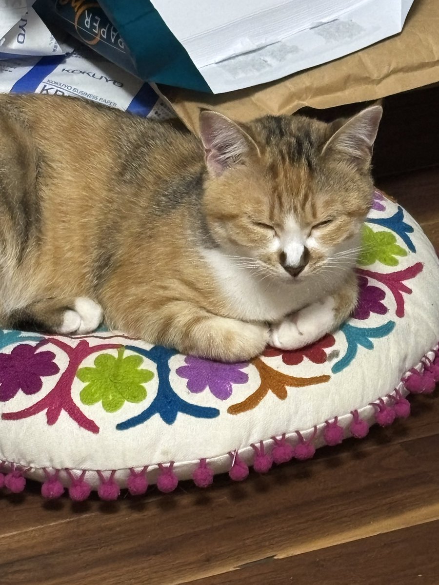 後藤知江 │イラストレーター tweet media