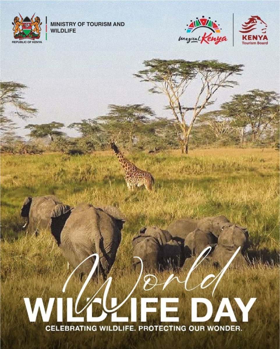 Kenya Tourism Board tweet media