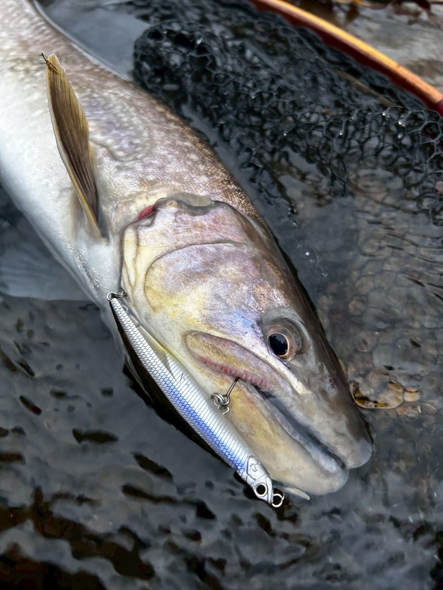 パームス (@palms_japan) / Posts / X