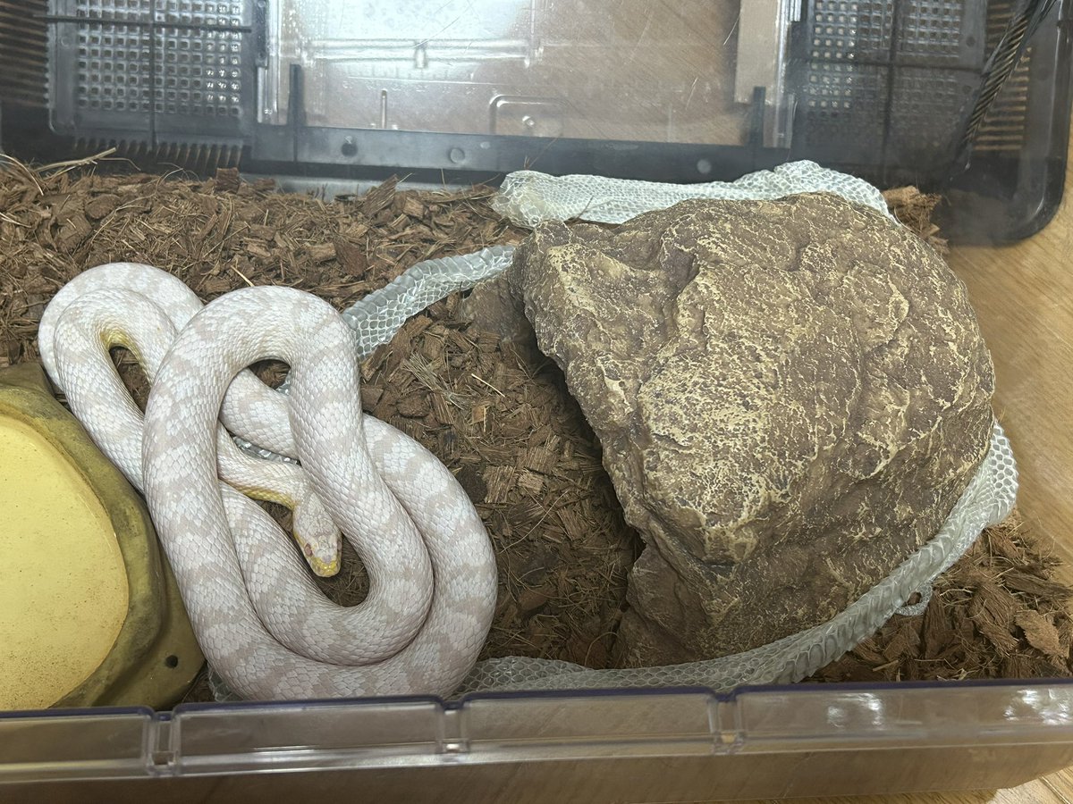 ゆーえぬ tweet media