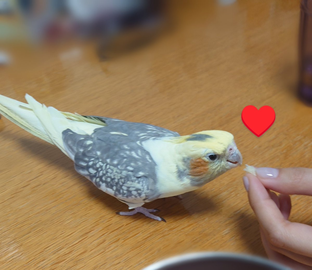 Rocket2540's tweet photo. 今日はベビ♪6歳の誕生日🎂💕 https://t.co/rGQNDITJ5k