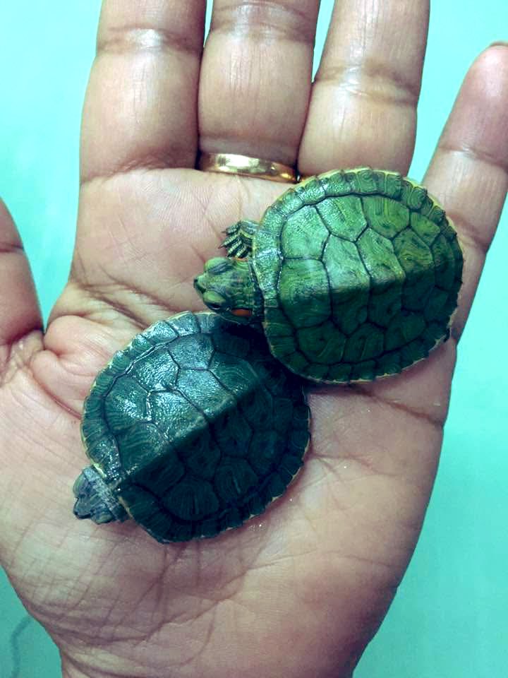 OnlyVibes2050's tweet image. Tuesday 3 March

Today’s Daily Picture Theme is ‘Two'

RT or reply with your own photo

#DailyPictureTheme
#Two turtles 🐢🐢 in an aquarium shop