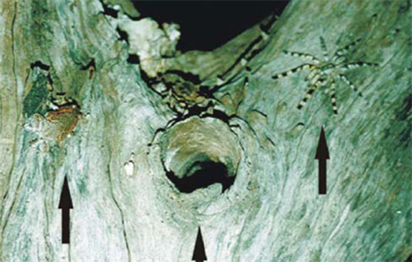 TetZoo's tweet image. Among the most popular of articles at Tetrapod Zoology is... Tiny Frogs and Giant Spiders: Best of Friends, published in 2022. It needs more reader comments :) tetzoo.com/blog/2022/8/7/… #frogs #spiders #amphibians Photos by Emanuele Biggi, used with permission