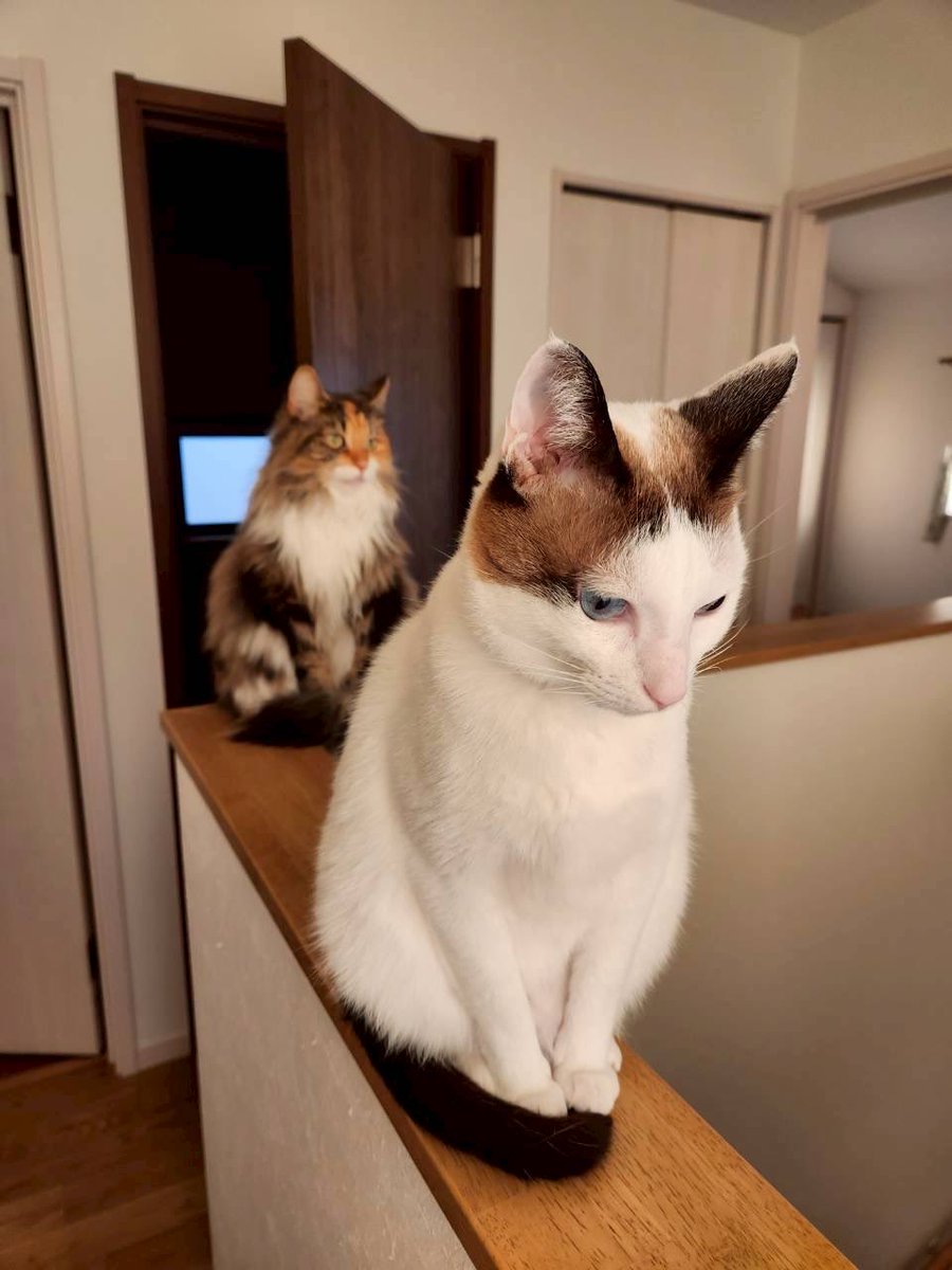 tsukune216's tweet photo. 帰ってきたら猫たちが、撫でてくださいと列になって待ってた。 https://t.co/Kf8jtpbZWq