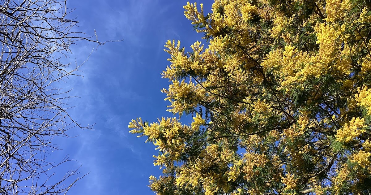 Sheila Webber tweet media