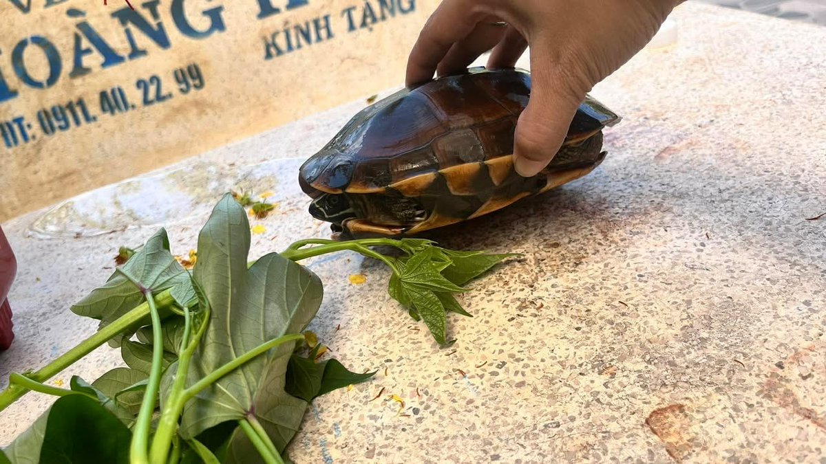 🐢Feb 24, 2026, with ENV’s support, authorities in Vinh Long Province received a Mekong snail-eating turtle had been reportedly purchased from a market stall for mercy release.
While well-intentioned, buying wild animals can fuel illegal hunting, trading by creating more demand.