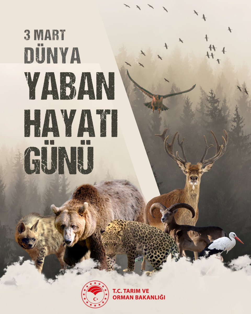 Ülkemizin eşsiz hazinelerinden biri olan yaban hayatını korumaya ve zenginleştirmeye devam ediyoruz. 🌿

🦌🕊️ 7/24 esaslı fotokapanlarımızla sahayı anbean izliyor; yürüttüğümüz çalışmalar kapsamında her yıl binlerce yaban hayvanını tedavi ederek yeniden doğal yaşam alanlarına