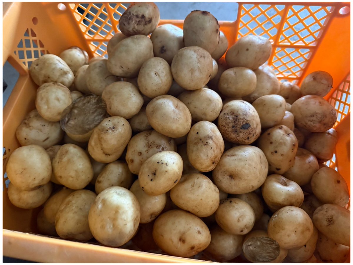 うずらちゃん (@idd_o7) / Posts / X