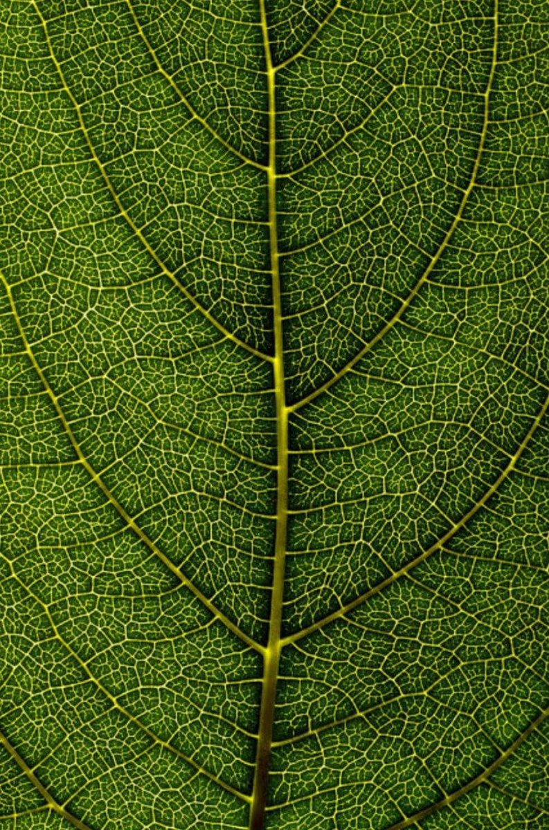 I spotted this leaf right behind where i live, its pattern glowing in the sunlight like a tiny green map. The veins made me  calm, almost like nature was showing its blueprint. I chose this spot because the pattern reminded me of how every path connects . <a href="/DataHaven_xyz/">DataHaven 🫎</a>