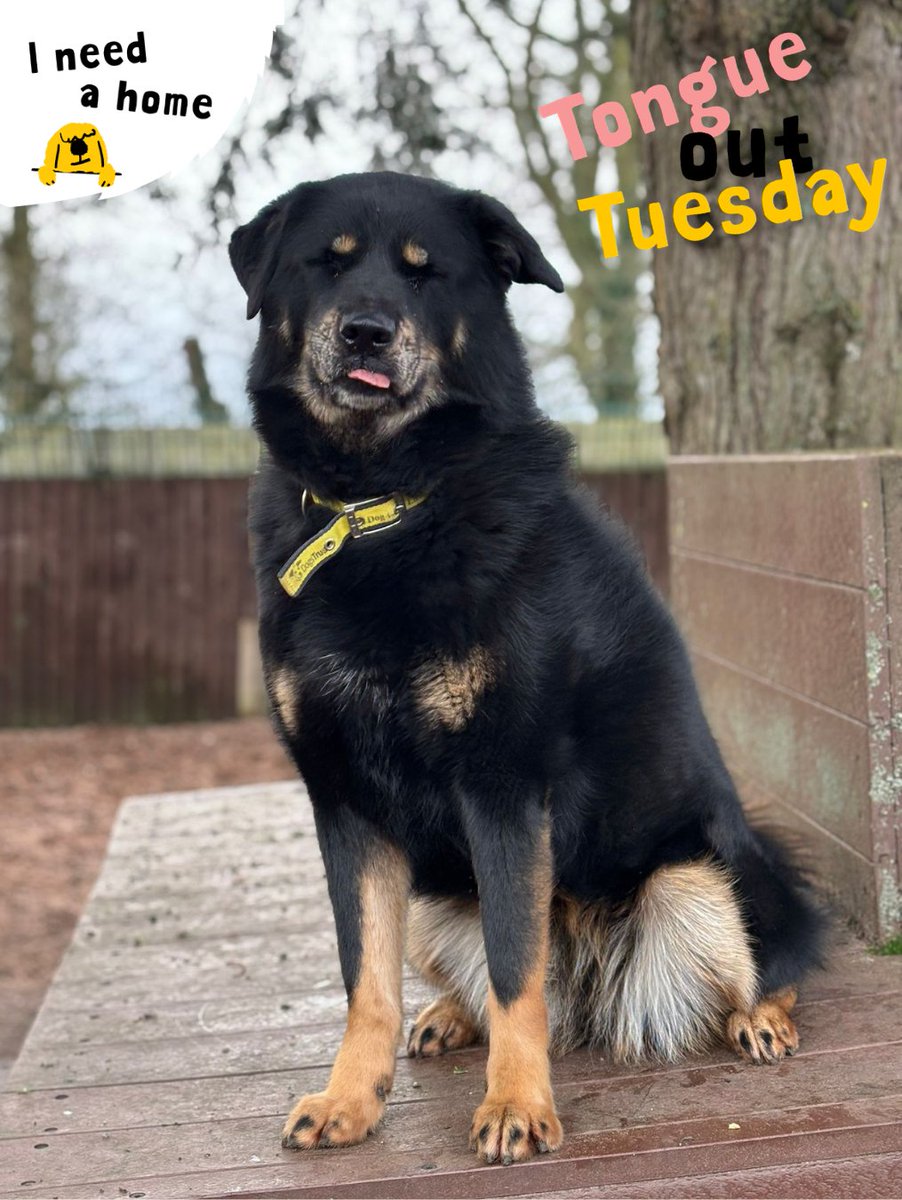 DT_Kenilworth's tweet photo. Our gorgeous Shakira is giving us her all this #TongueOutTuesday! 🐶
Of course, she gave us her model pose too! 📸➡️
#RescueDog #AdoptMe #INeedAHome #Rehome #Rescue https://t.co/hTp4okzc0n