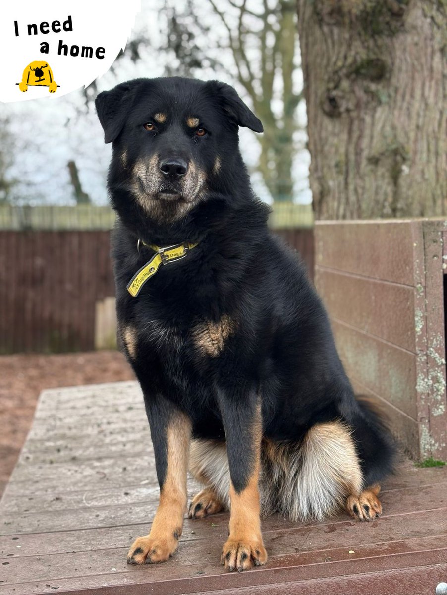 Our gorgeous Shakira is giving us her all this #TongueOutTuesday! 🐶 

Of course, she gave us her model pose too! 📸➡️ 

#RescueDog #AdoptMe #INeedAHome #Rehome #Rescue