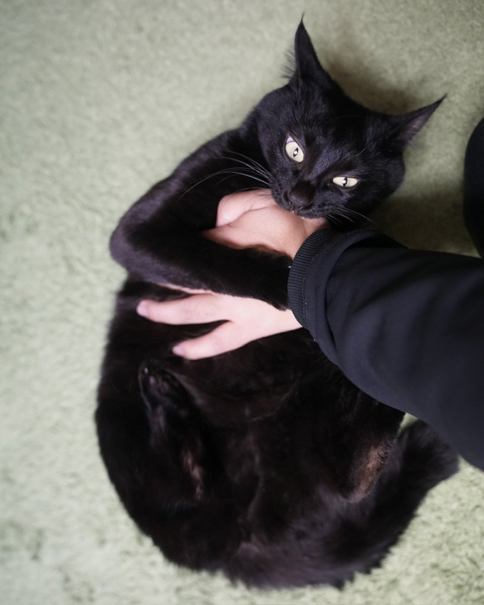 黒猫つくねちゃん太しっぽ (@oreo_blackcat) / Posts / X