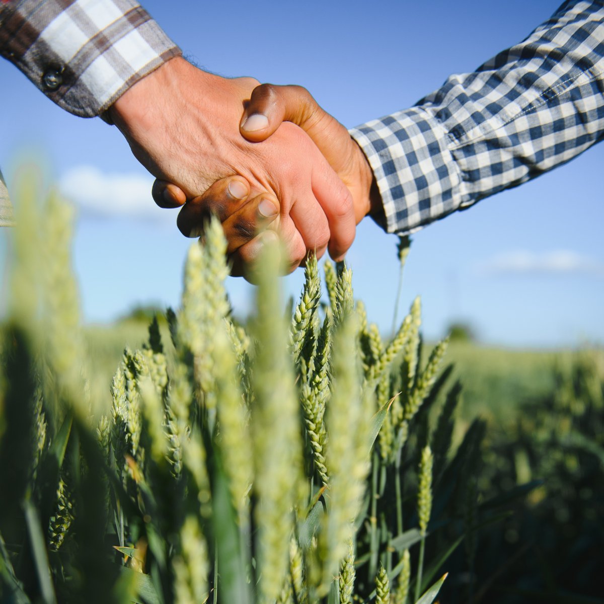 AgriChain tweet media