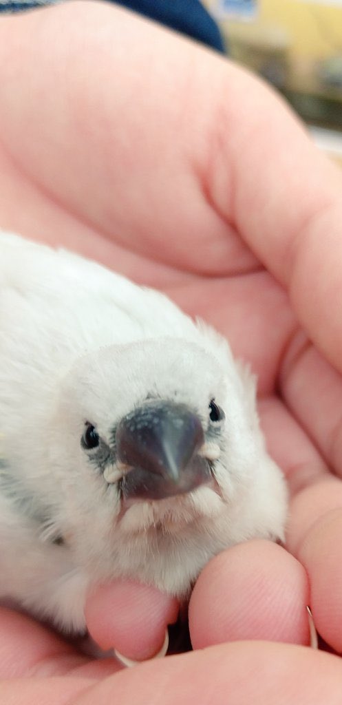 パッキン付きぴの🫶

かわいいおひなでした🤭🫶

 #文鳥のひなまつり