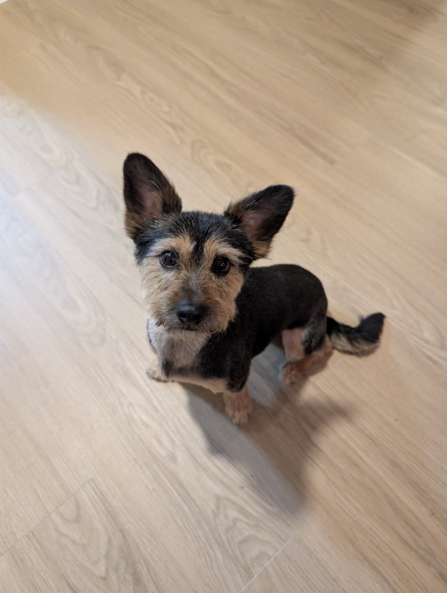 Lluis154 tweet media