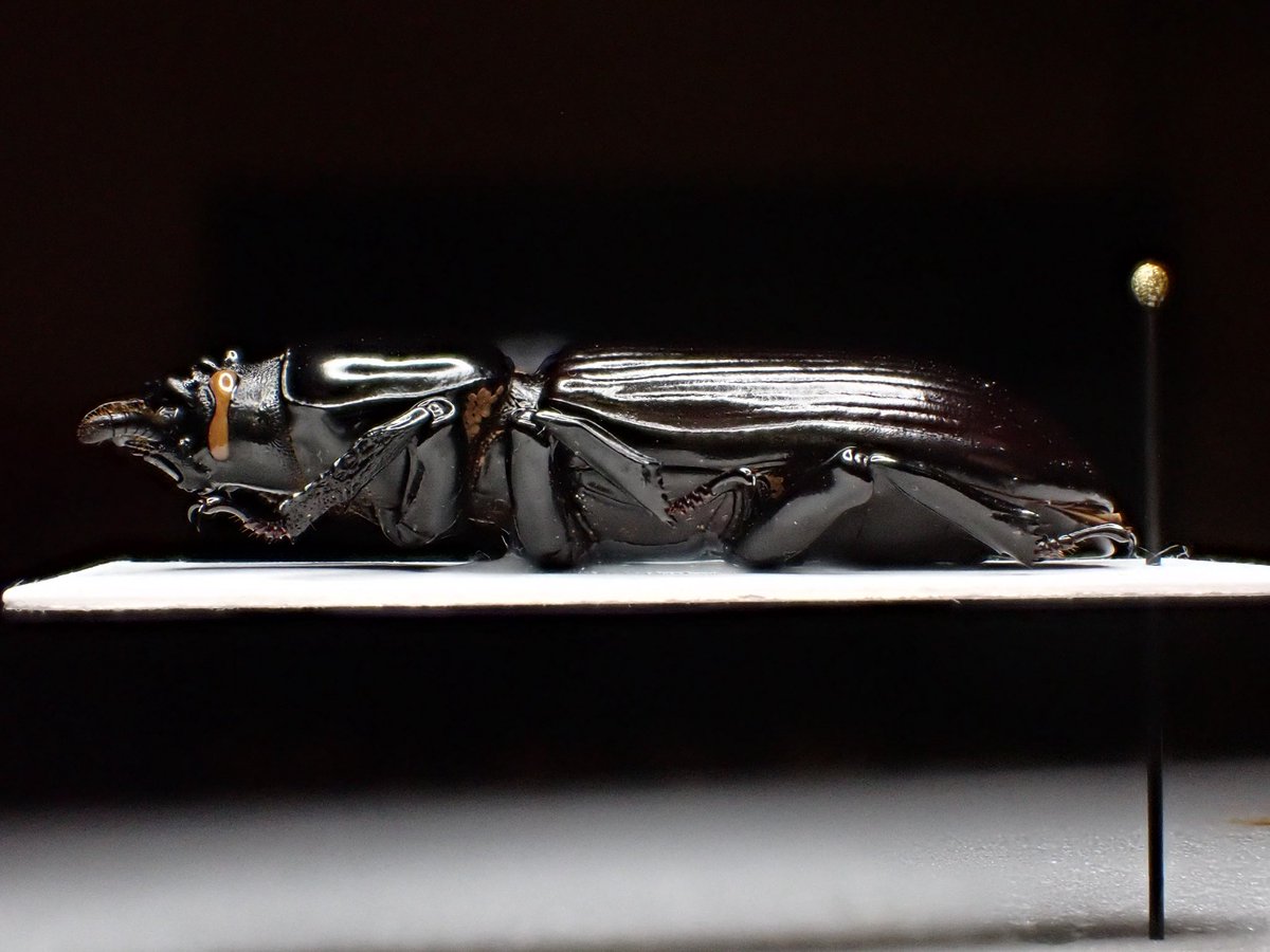 花と角」 (@dkyygbs) / Posts / X