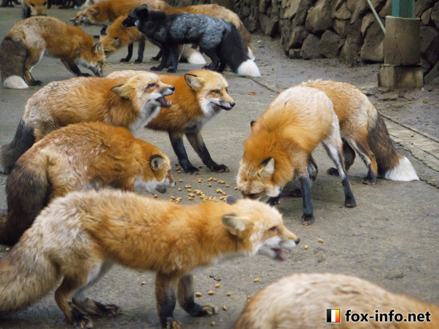 キツネ写真館@キツネ飼養中 (@fox_info_net) / Posts / X