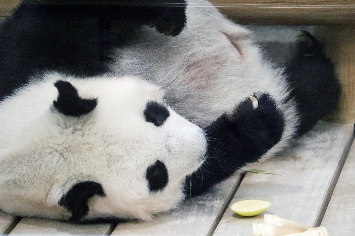 パンダライター 二木繁美｜『水曜日のお嬢様』発売中 (@Pandaexn