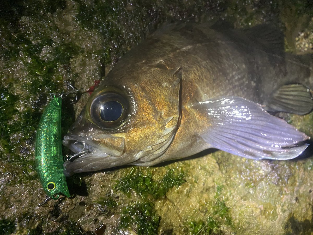 パームス (@palms_japan) / Posts / X