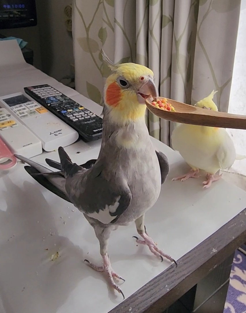 BeakKiss's tweet photo. みょーーーんと伸びる😂

 #オカメインコ https://t.co/o30iS1cl6W