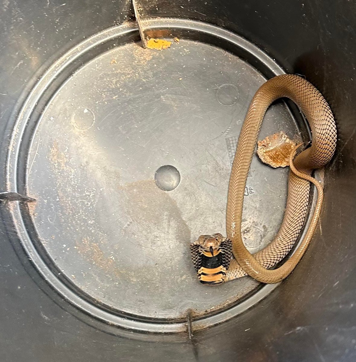sholard_mancity's tweet photo. It’s not only Mwingi. In Kwale, a man was bitten on the mouth by a snake while sleeping. He tried using a “black stone”, it didn’t work. He survived after hospital treatment.

If snakes can bite someone in a toilet or while asleep, how do communities realistically reduce risk?

We need serious prevention strategies and public education.