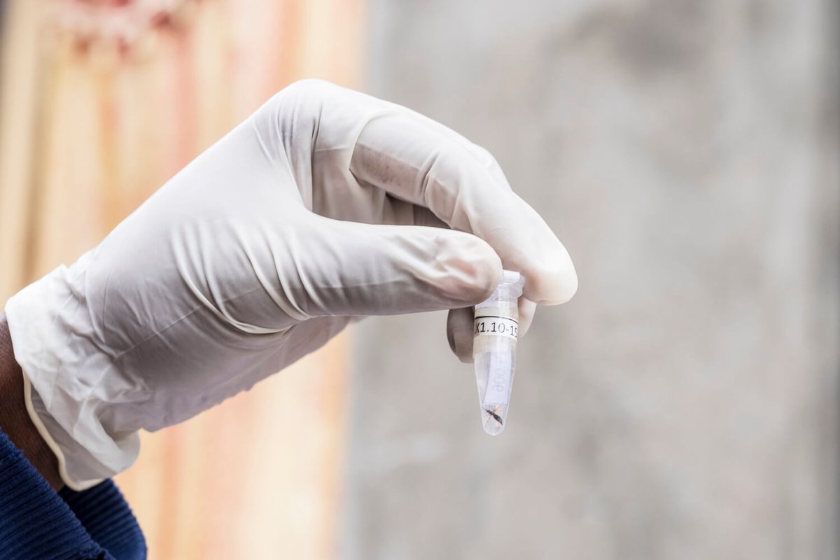 Target Malaria tweet media