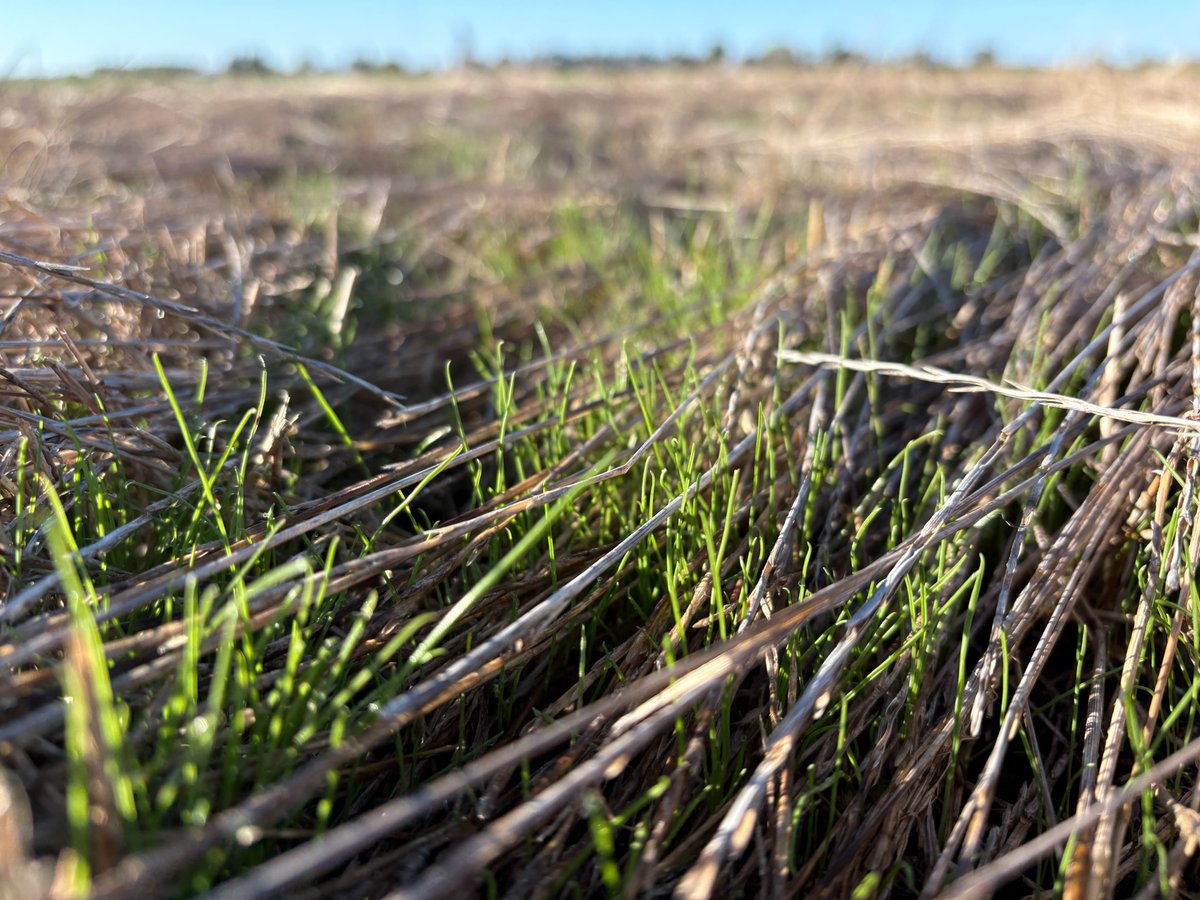 Pasture Genetics tweet media