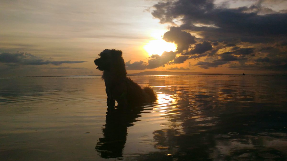 sottovoce tweet media