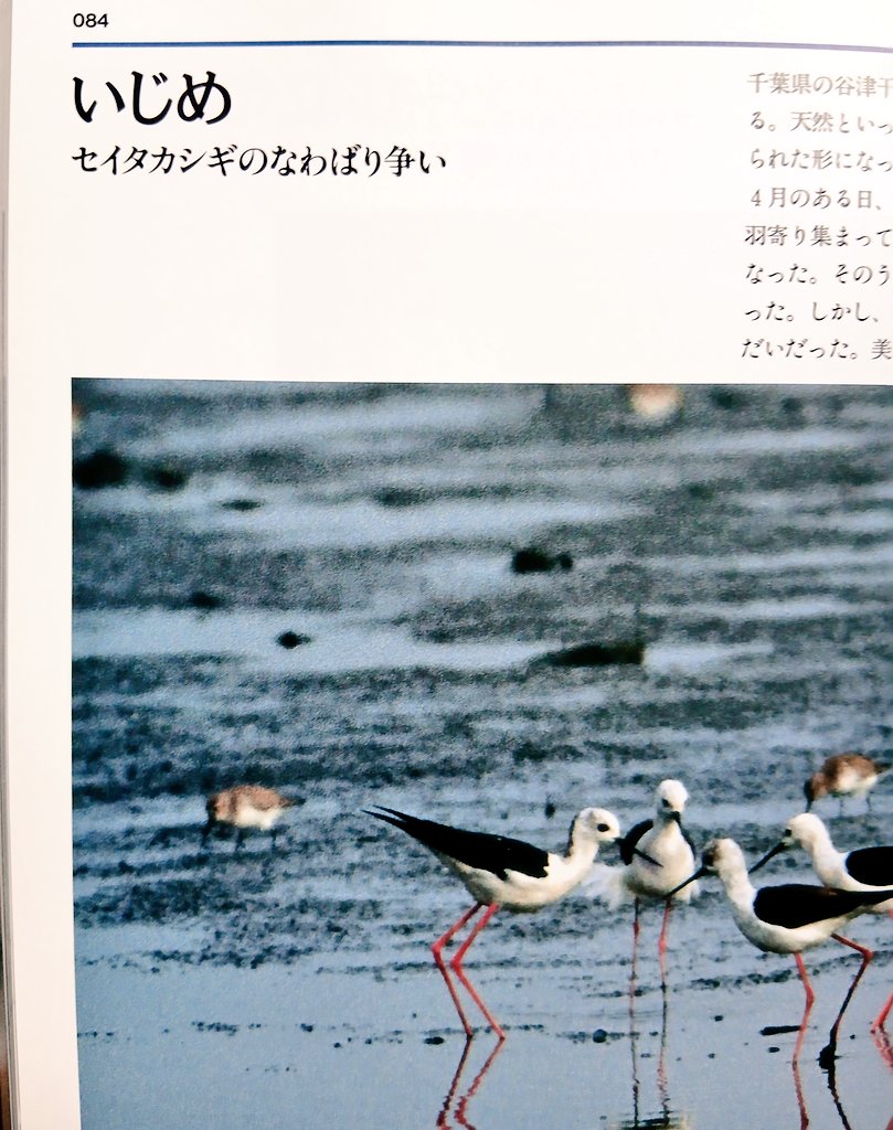 ちょっとー！鳥ー！！