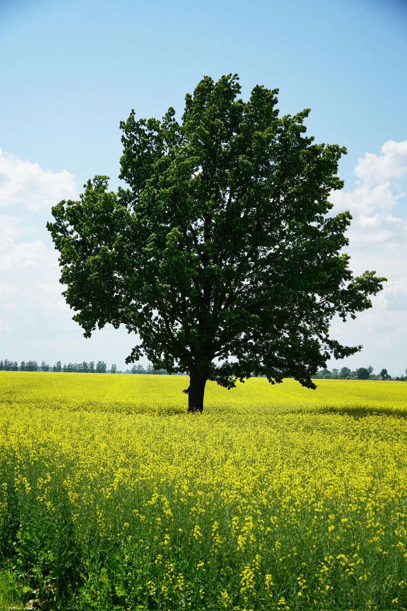 ❤️
أحيانًا نطلب من الله علامة واضحة، وهو يعطينا شعور داخلي خفيف، أو آية تمر علينا، أو شخص يقول كلمة تلامس القلب .
لا تنتظر البرق والرعد… أحيانًا الإجابة تأتي كهمسة في القلب تقول: “استمر، أنت على الطريق الصحيح” .🌬️🤍  
ثق بحدسك الإيماني، فالله يهدي من يشاء بطرقه التي لا نفهمها