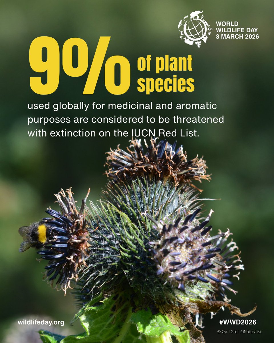 Lewa Wildlife Conservancy tweet media